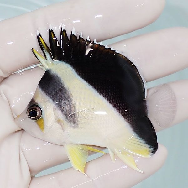 【現物1】バーゲスバタフライ 6cm±! 海水魚 チョウチョウウオ 15時まで...