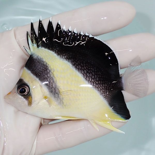 【現物2】バーゲスバタフライ 8.5cm±! 海水魚 チョウチョウウオ 15時ま...