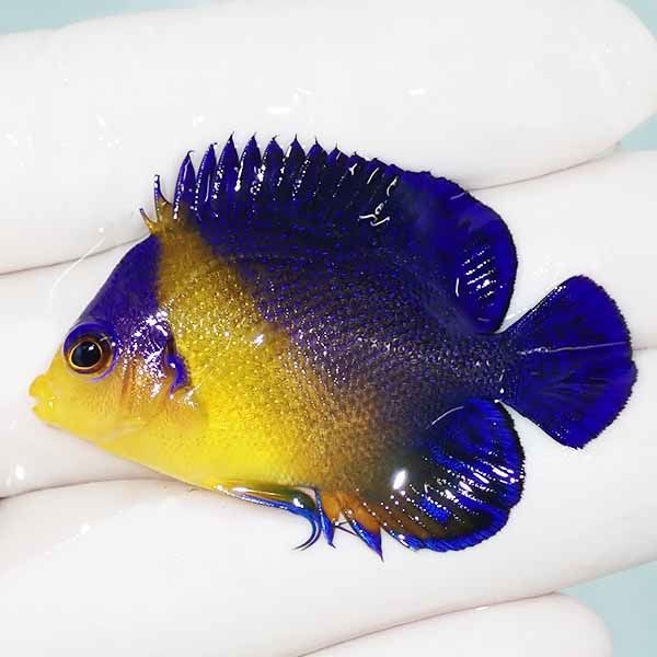 【現物31】スミレヤッコ 4.5cm±! 海水魚 ヤッコ 15時までのご注文で当日...