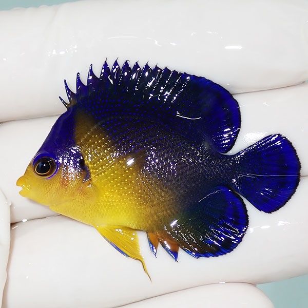 【現物32】スミレヤッコ 4.7cm±! 海水魚 ヤッコ 15時までのご注文で当日...