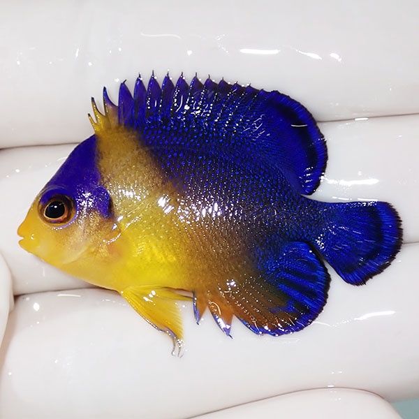 【現物32】スミレヤッコ 4.3cm±! 海水魚 ヤッコ 15時までのご注文で当日...