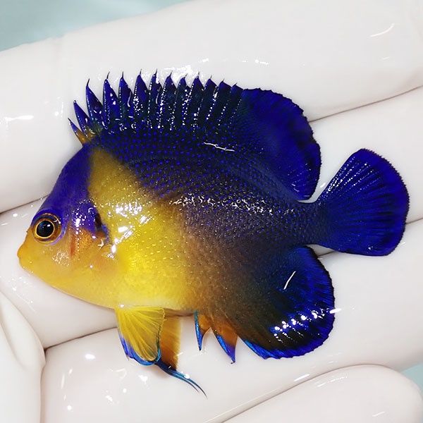 【現物34】スミレヤッコ 5cm±! 海水魚 ヤッコ 15時までのご注文で当日発...