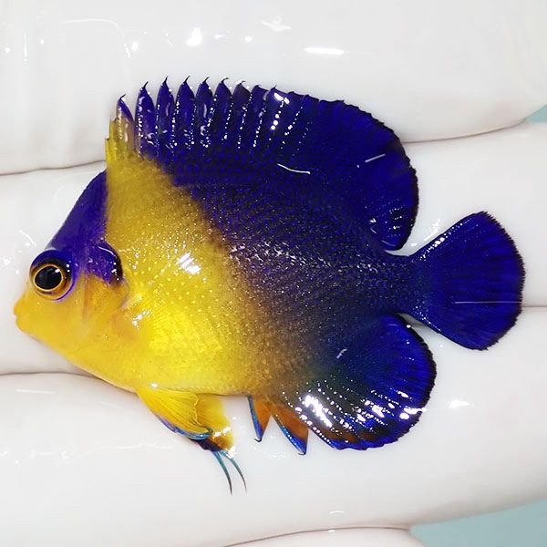 【現物37】スミレヤッコ 4.2cm±! 海水魚 ヤッコ 15時までのご注文で当日...