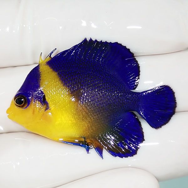 【現物38】スミレヤッコ 4.3cm±! 海水魚 ヤッコ 15時までのご注文で当日...