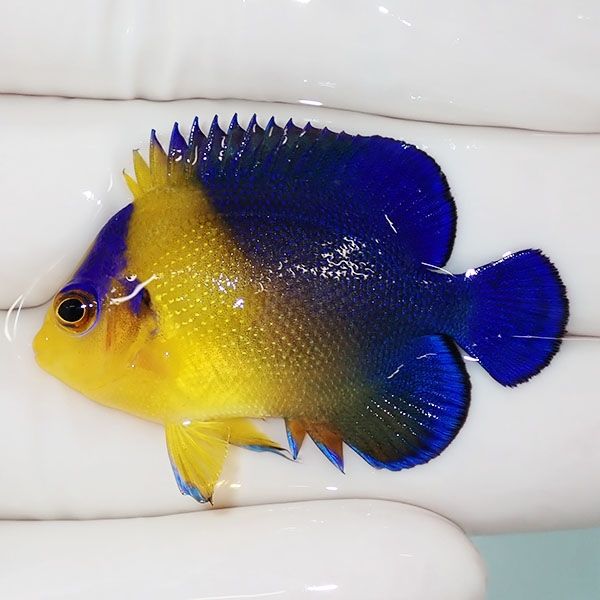 【現物39】スミレヤッコ 4.3cm±! 海水魚 ヤッコ 15時までのご注文で当日...