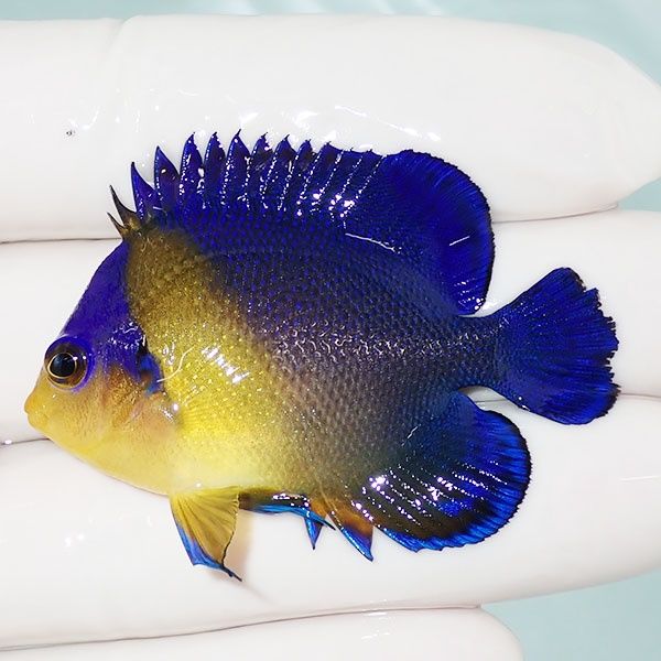 【現物40】スミレヤッコ 5.2cm±! 海水魚 ヤッコ 15時までのご注文で当日...