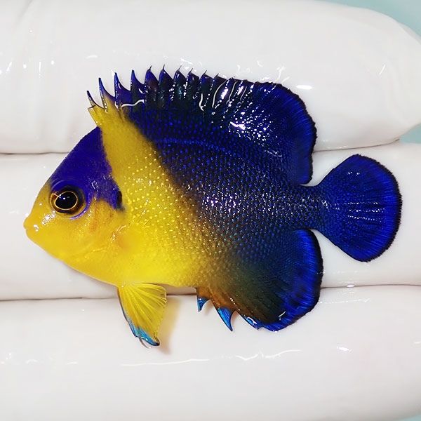 【現物41】スミレヤッコ 4.5cm±! 海水魚 ヤッコ 15時までのご注文で当日...