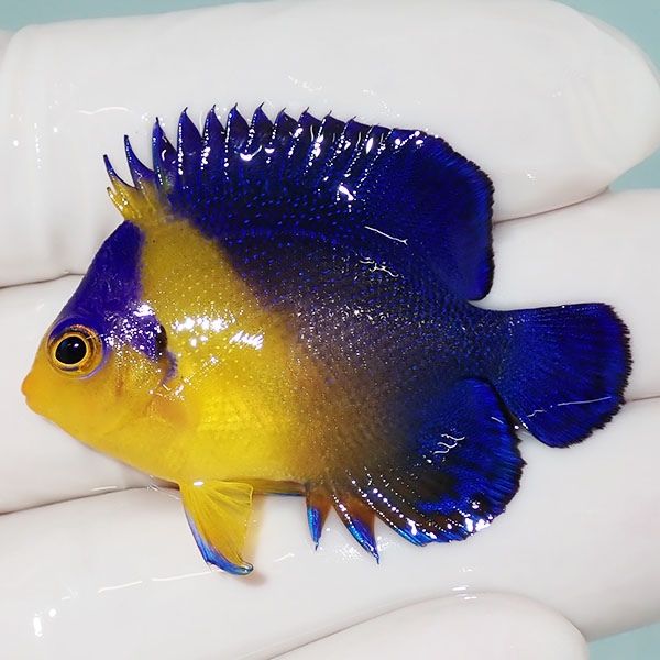 【現物42】スミレヤッコ 4.5cm±! 海水魚 ヤッコ 15時までのご注文で当日...