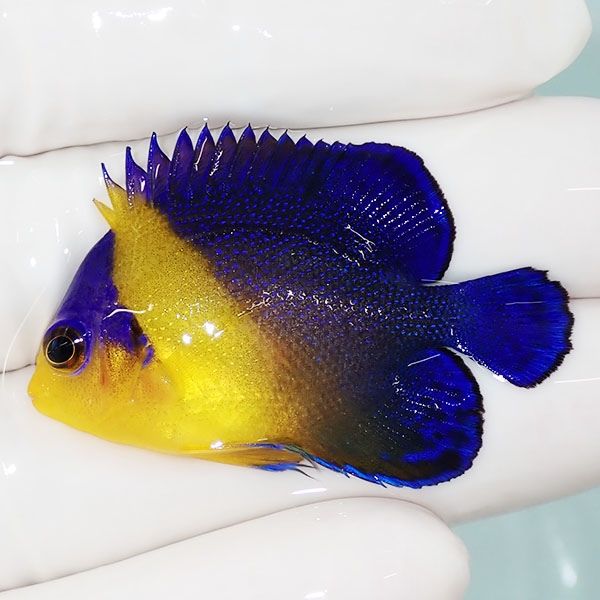 【現物43】スミレヤッコ 4.2cm±! 海水魚 ヤッコ 15時までのご注文で当日...