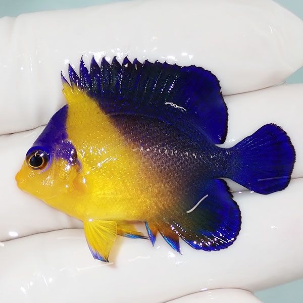 【現物44】スミレヤッコ 4.5cm±! 海水魚 ヤッコ 15時までのご注文で当日...