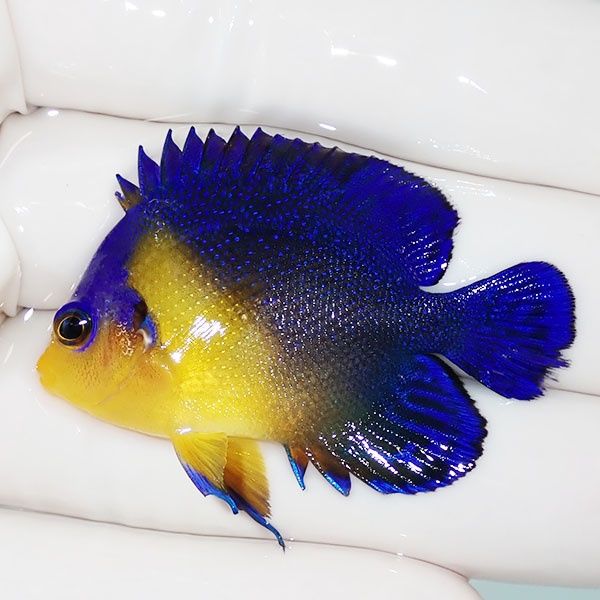 【現物45】スミレヤッコ 4.5cm±! 海水魚 ヤッコ 15時までのご注文で当日...