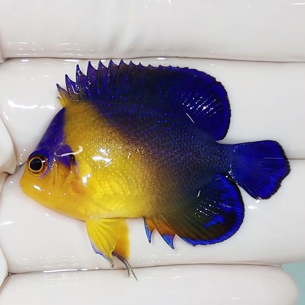 【現物46】スミレヤッコ 4.3cm±! 海水魚 ヤッコ 15時までのご注文で当日...