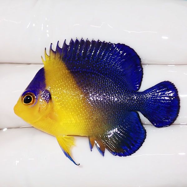 【現物47】スミレヤッコ 4.2cm±! 海水魚 ヤッコ 15時までのご注文で当日...