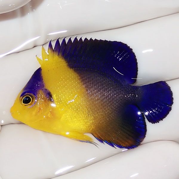 【現物48】スミレヤッコ 4.2cm±! 海水魚 ヤッコ 15時までのご注文で当日...