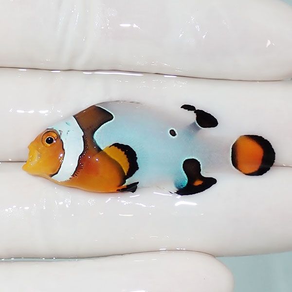 【現物2】Aグレード ブラックピカソクラウン 4.5cm±! 海水魚 クマノミ ...