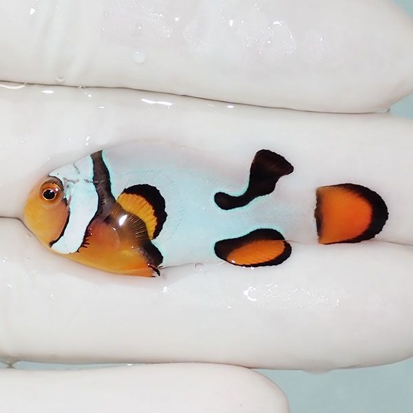 【現物1】Aグレード ブラックピカソクラウン 4.5cm±! 海水魚 クマノミ ...