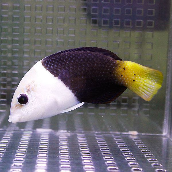 タレクチベラ 6-8cm± !海水魚 ベラ 15時までのご注文で当日発送(t122