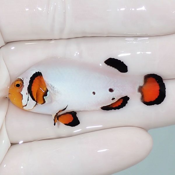 【現物1】背びれ欠け プラチナクラウン 大きめ 5.2cm±!海水魚 クマノミ ...