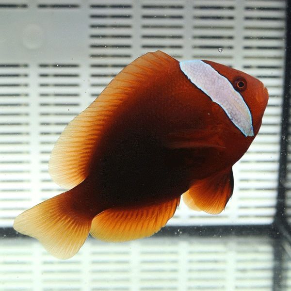 ハマクマノミ雌 6-8cm±! ! 海水魚 クマノミ 餌付け (t115