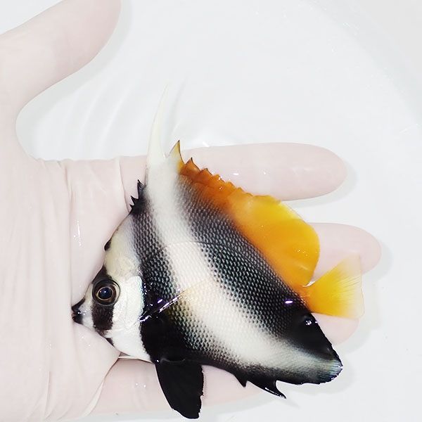 【現物】シマハタタテダイ 10cm±! 海水魚 チョウチョウウオ 15時までの...