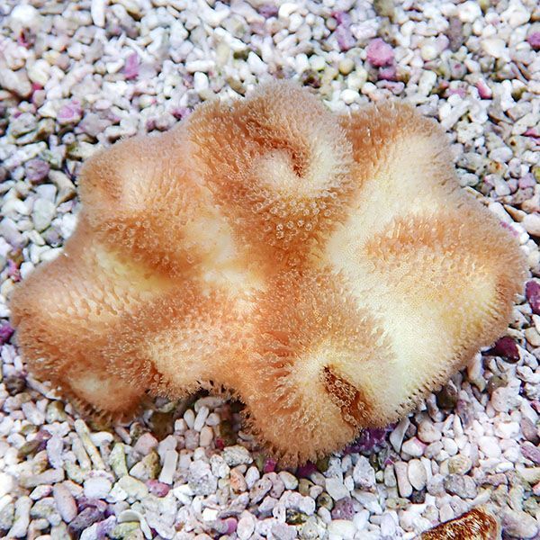 【サンゴ現物3】ウミキノコ 10-7cm!15時までのご注文で当日発送 【サン...