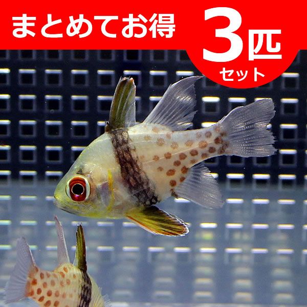 マンジュウイシモチ 3-4cm【3匹】! 海水魚 テンジクダイ 15時までのご...