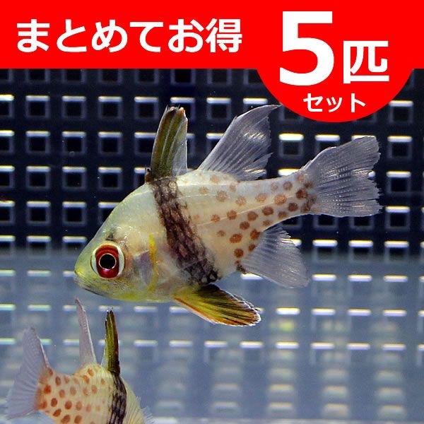 マンジュウイシモチ 3-4cm【5匹】 ! 海水魚 テンジクダイ 15時までのご...