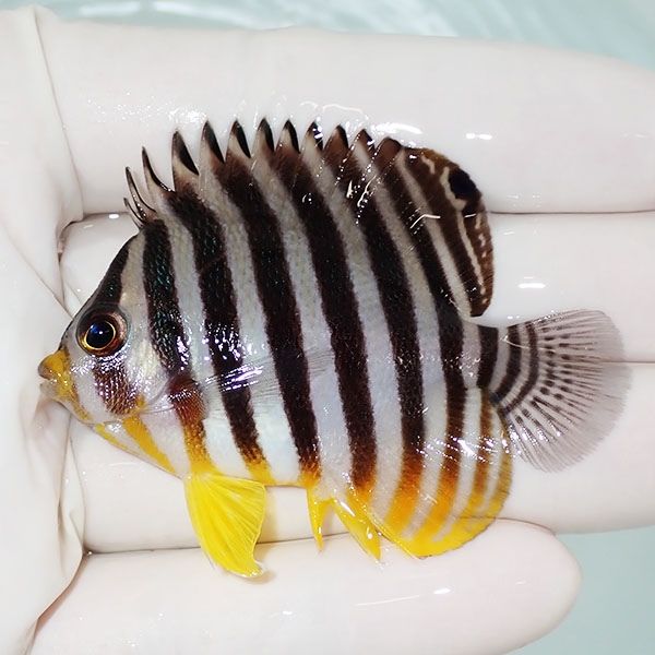 【現物3】sale シマヤッコ 6cm±! 海水魚 生体 15時までのご注文で当日発...