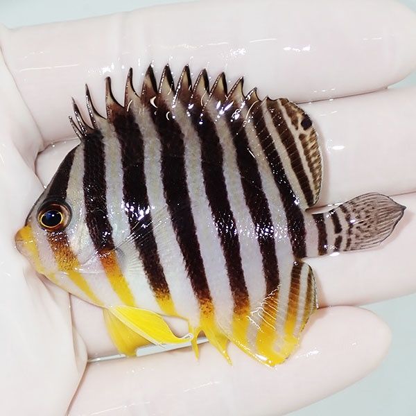 【現物9】尻ヒレ欠け シマヤッコ 6.5cm±! 海水魚 生体 15時までのご注文...