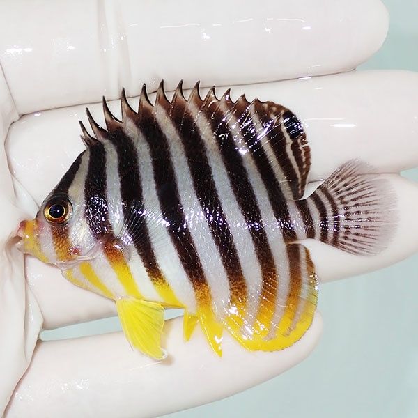 【現物4】sale シマヤッコ 6cm±! 海水魚 生体 15時までのご注文で当日発...