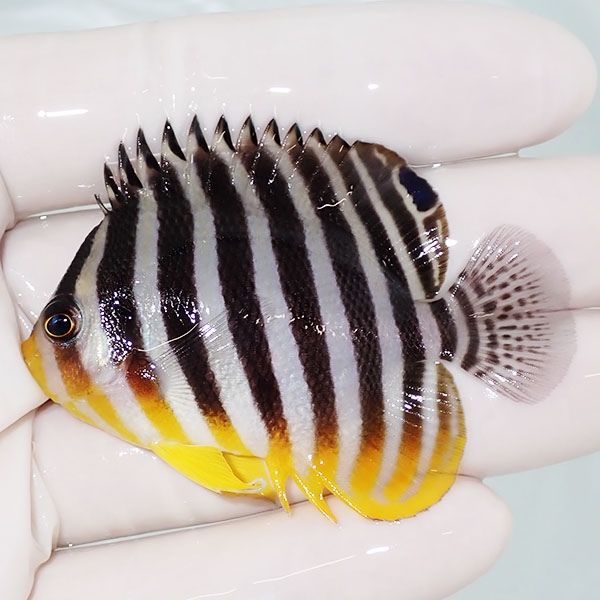 【現物5】sale シマヤッコ 6cm±! 海水魚 生体 15時までのご注文で当日発...