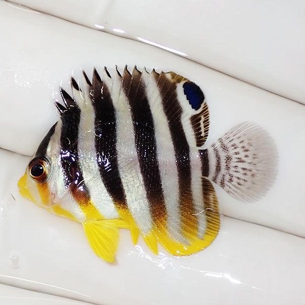 【現物2】sale シマヤッコ 3cm±! 海水魚 生体 15時までのご注文で当日発...