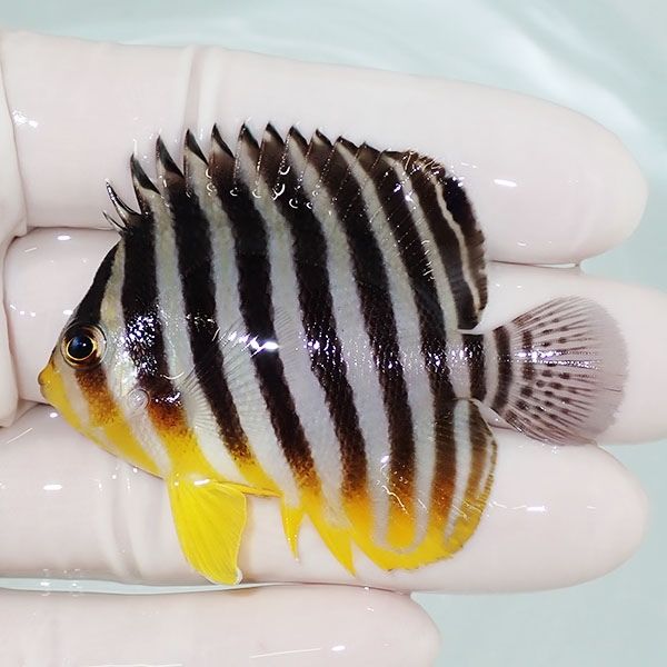 【現物12】sale シマヤッコ 6cm±! 海水魚 生体 15時までのご注文で当日...