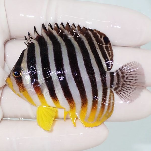 【現物8】sale シマヤッコ 6cm±! 海水魚 生体 15時までのご注文で当日発...