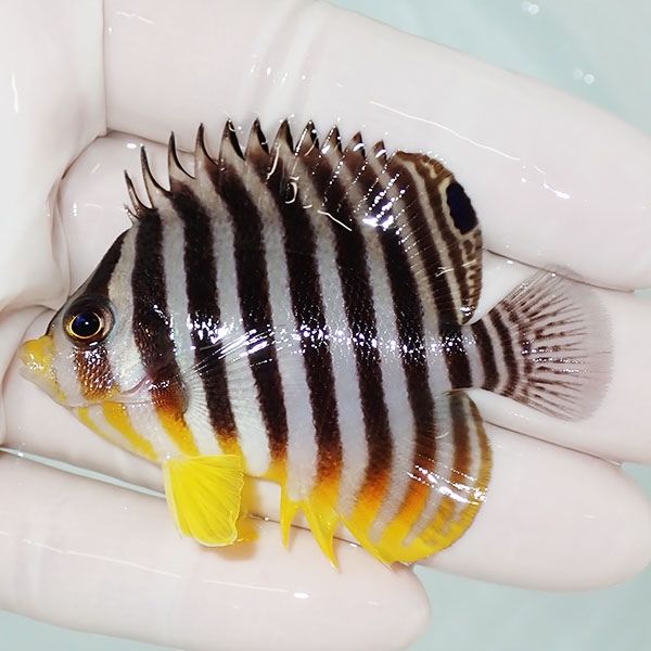 【現物13】sale シマヤッコ 6cm±! 海水魚 生体 15時までのご注文で当日...