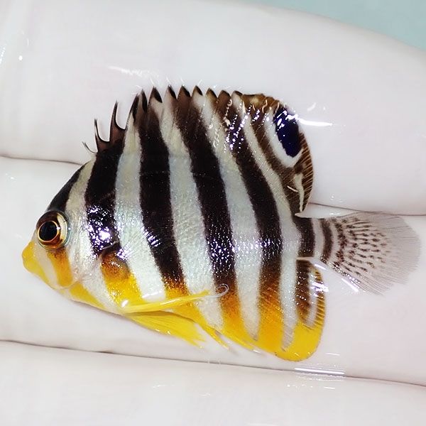 【現物11】sale シマヤッコ 3.5cm±! 海水魚 生体 15時までのご注文で当...