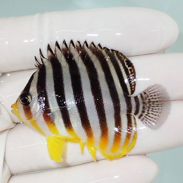 【現物6】sale シマヤッコ 5.5cm±! 海水魚 生体 15時までのご注文で当日...