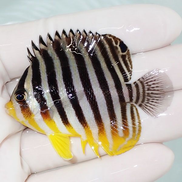 【現物7】sale シマヤッコ 6cm±! 海水魚 生体 15時までのご注文で当日発...