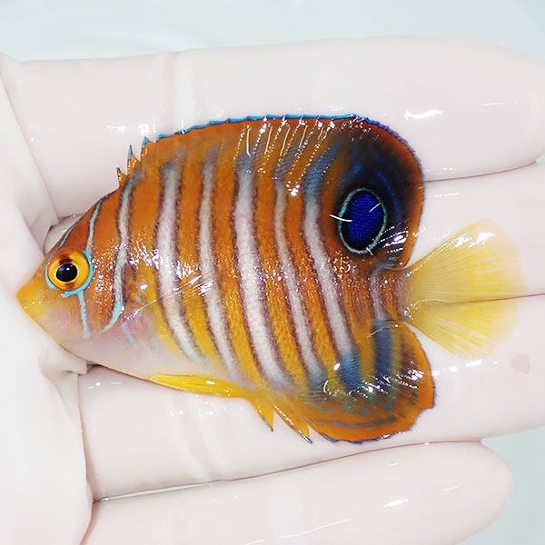 【現物1】ニシキヤッコ 6cm±!海水魚 ヤッコ15時までのご注文で当日発送(...