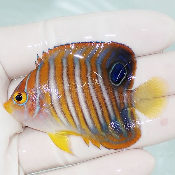 【現物2】ニシキヤッコ 6cm±!海水魚 ヤッコ15時までのご注文で当日発送(...