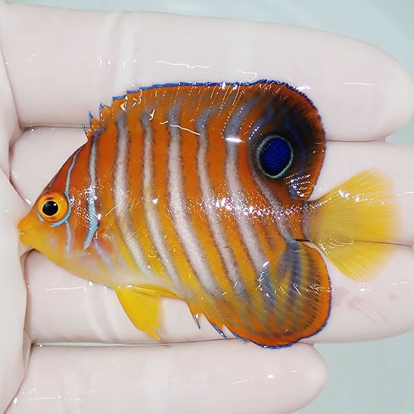 【現物3】ニシキヤッコ 6cm±!海水魚 ヤッコ15時までのご注文で当日発送(...