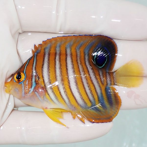 【現物4】ニシキヤッコ 6.5cm±!海水魚 ヤッコ15時までのご注文で当日発...