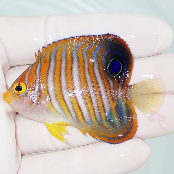 【現物5】ニシキヤッコ 6cm±!海水魚 ヤッコ15時までのご注文で当日発送(...