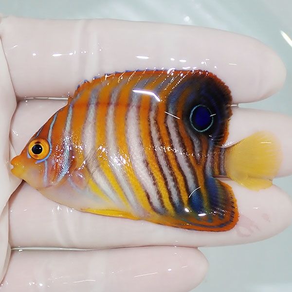 【現物6】ニシキヤッコ 6.5cm±!海水魚 ヤッコ15時までのご注文で当日発...