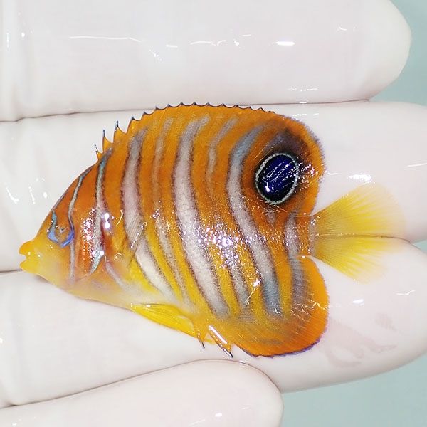 【現物7】片目なし ニシキヤッコ 4.5cm±!海水魚 ヤッコ15時までのご注文...