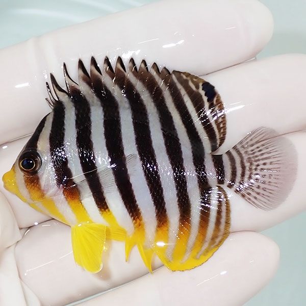 【現物14】sale シマヤッコ 6cm±! 海水魚 生体 15時までのご注文で当日...