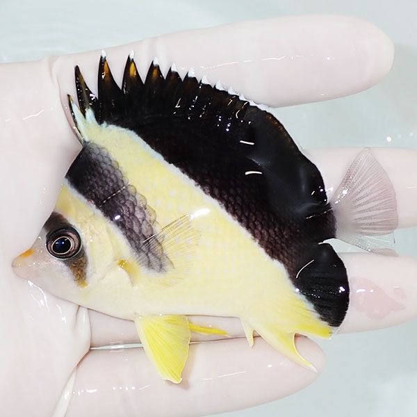 【現物3】バーゲスバタフライ 8cm±! 海水魚 チョウチョウウオ 15時まで...