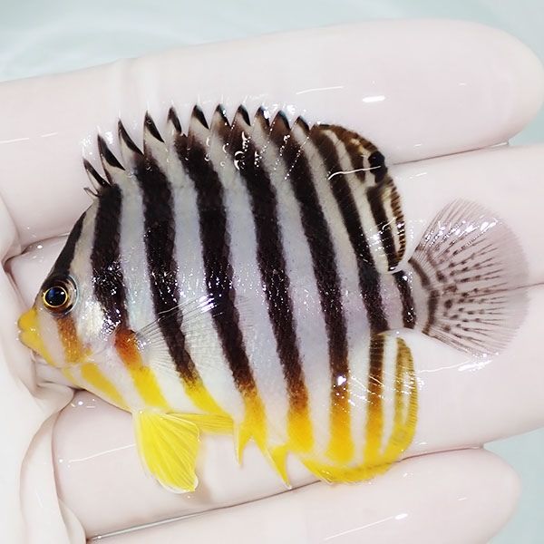 【現物15】sale シマヤッコ 6cm±! 海水魚 生体 15時までのご注文で当日...