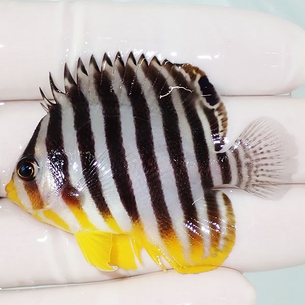 【現物17】sale シマヤッコ 5.5cm±! 海水魚 生体 15時までのご注文で当...