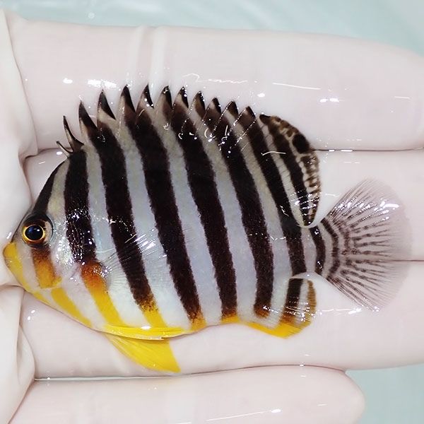 【現物18】尻ビレ奇形 シマヤッコ 6cm±! 海水魚 生体 15時までのご注文...